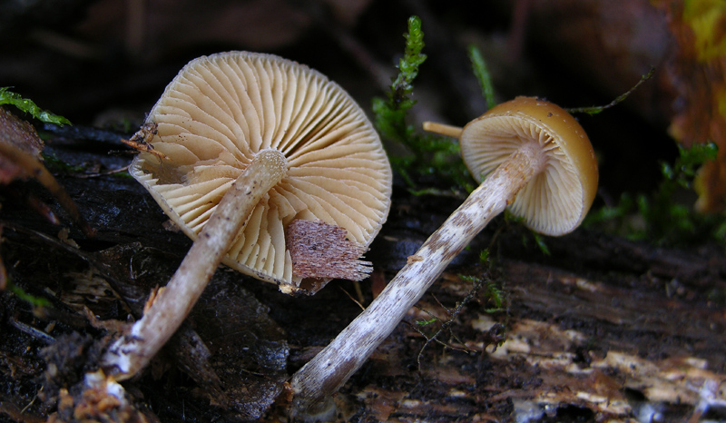 Galerina da determinare n0046(2007)